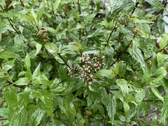 Eupatorium fortunei