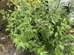 Eupatorium fortunei