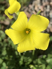 Oxalis pes-caprae