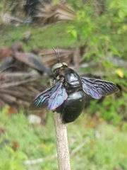 Xylocopa perforator