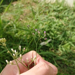 Cyanthillium cinereum