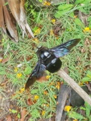 Xylocopa perforator