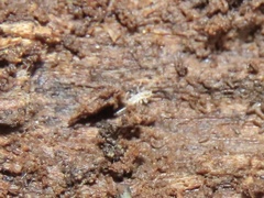 Zorotypidae
