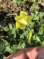 Oxalis pes-caprae