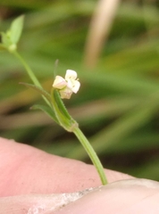 Galium trilobum