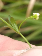 Galium trilobum