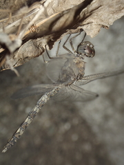 Bradinopyga geminata