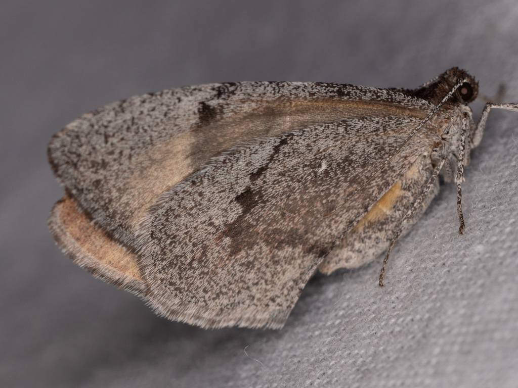 Stamnodes annellata
