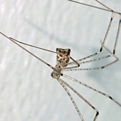 Pholcidae