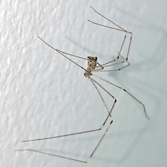 Pholcidae
