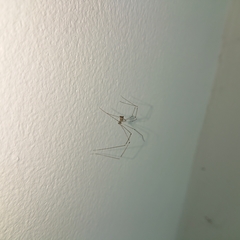 Pholcidae