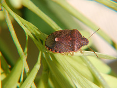 Holcostethus abbreviatus