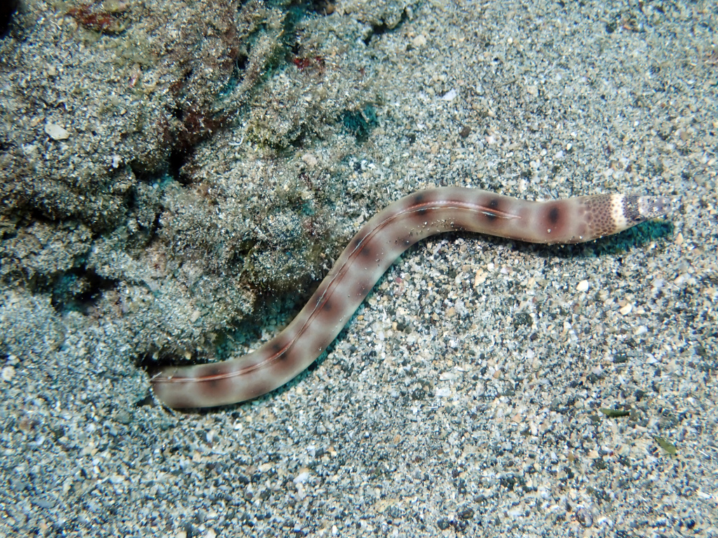 Blackspotted snake eel (Quassiremus ascensionis) — Ophichthidae
