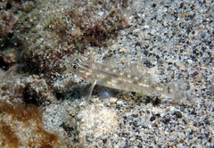 Coryphopterus