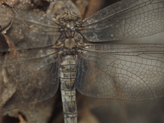 Bradinopyga geminata