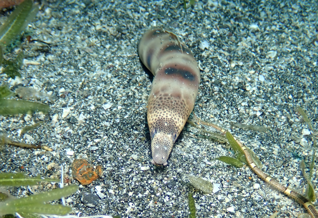 Blackspotted Snake Eel