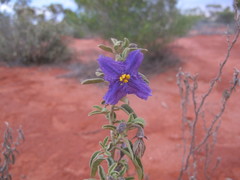 Solanum coactiliferum