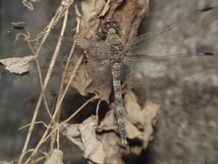 Bradinopyga geminata