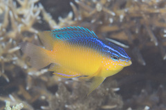 Pomacentrus simsiang