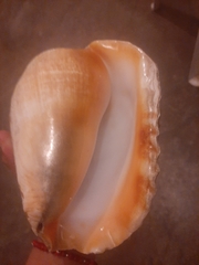 Titanostrombus galeatus