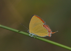 Heliophorus ila