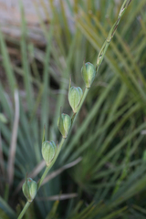 Gladiolus dubius