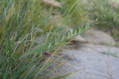 Gladiolus dubius
