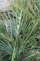 Gladiolus dubius