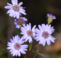 Olearia asterotricha