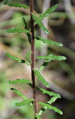 Olearia asterotricha