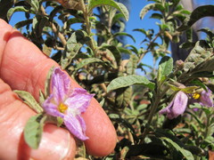 Solanum coactiliferum