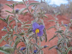 Solanum coactiliferum