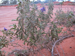 Solanum coactiliferum