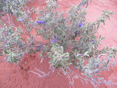 Solanum coactiliferum