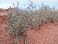 Solanum coactiliferum