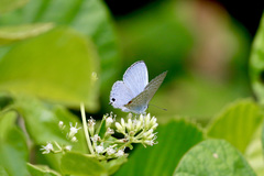 Catochrysops panormus
