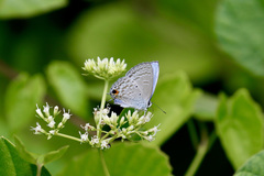 Catochrysops panormus