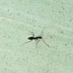 Paratrechina longicornis