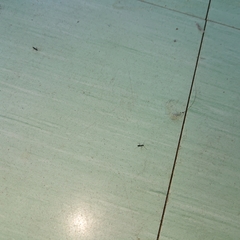 Paratrechina longicornis