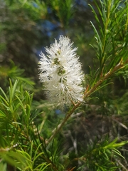 Melaleuca armillaris armillaris