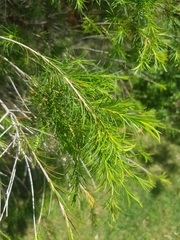 Melaleuca armillaris armillaris
