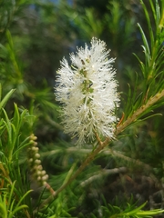 Melaleuca armillaris armillaris