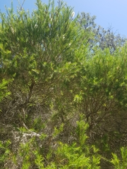 Melaleuca armillaris armillaris