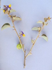 Solanum orbiculatum