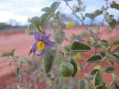 Solanum orbiculatum