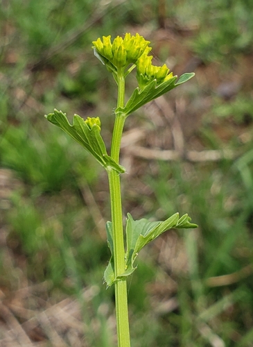 Barbarea orthoceras iNat (2)