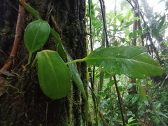 Anthurium kallunkiae