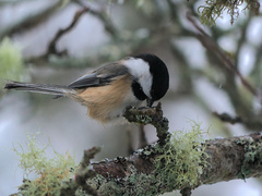 Poecile atricapillus image
