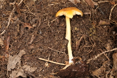 Entoloma unicolor