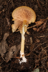 Entoloma unicolor